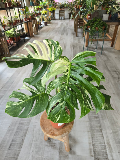 Monstera deliciosa variegata