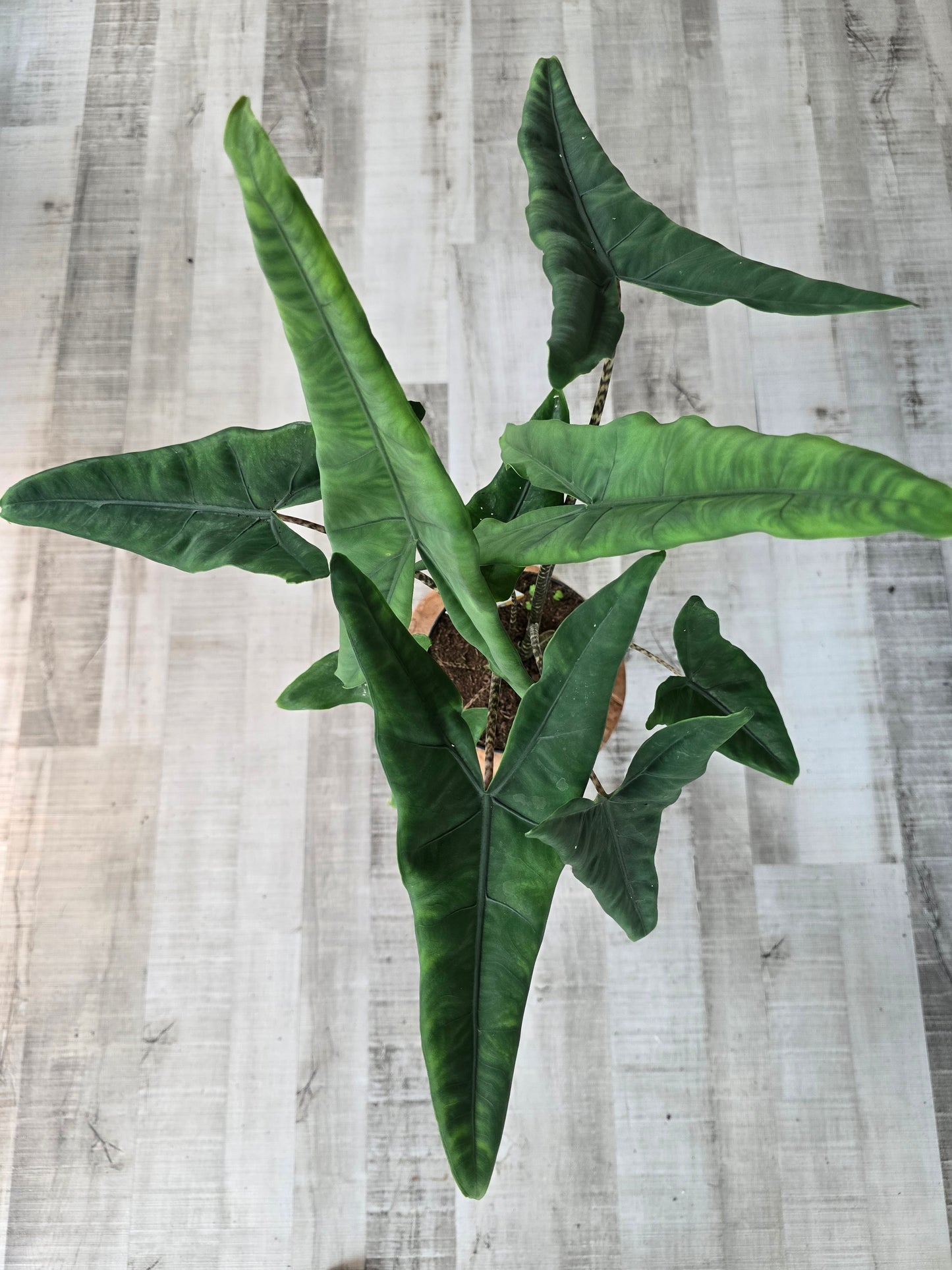 Alocasia Tigrina Superba