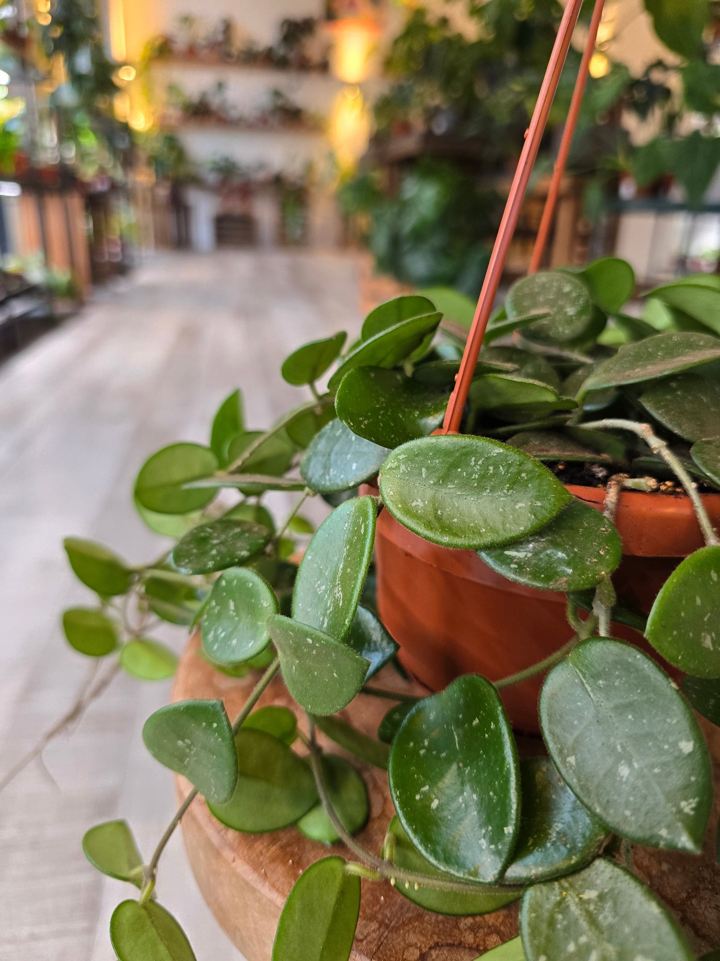 Hoya 'Mathilde Splash'