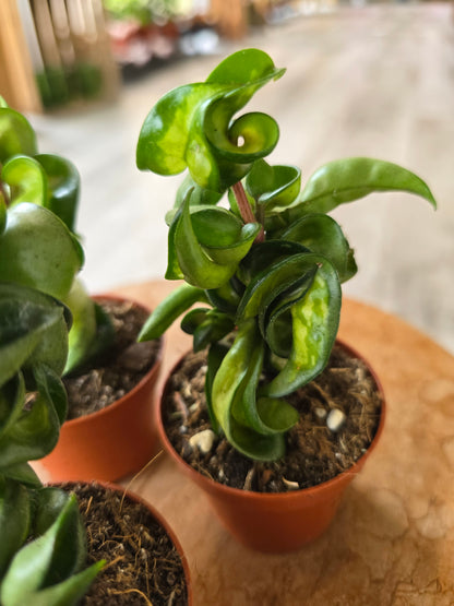 Hoya carnosa Compacta 'Mauna Loa'