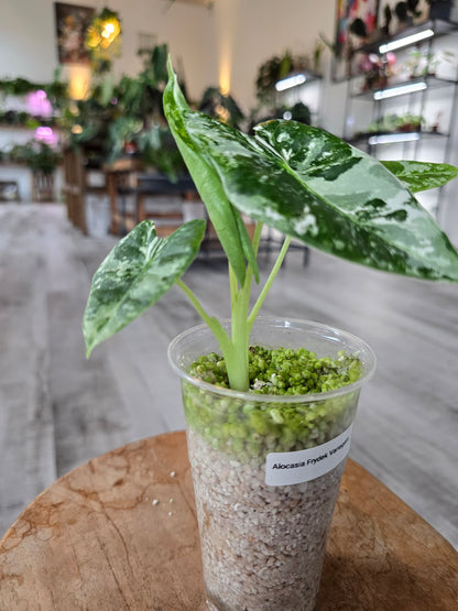 Alocasia Frydek variegata (JP)