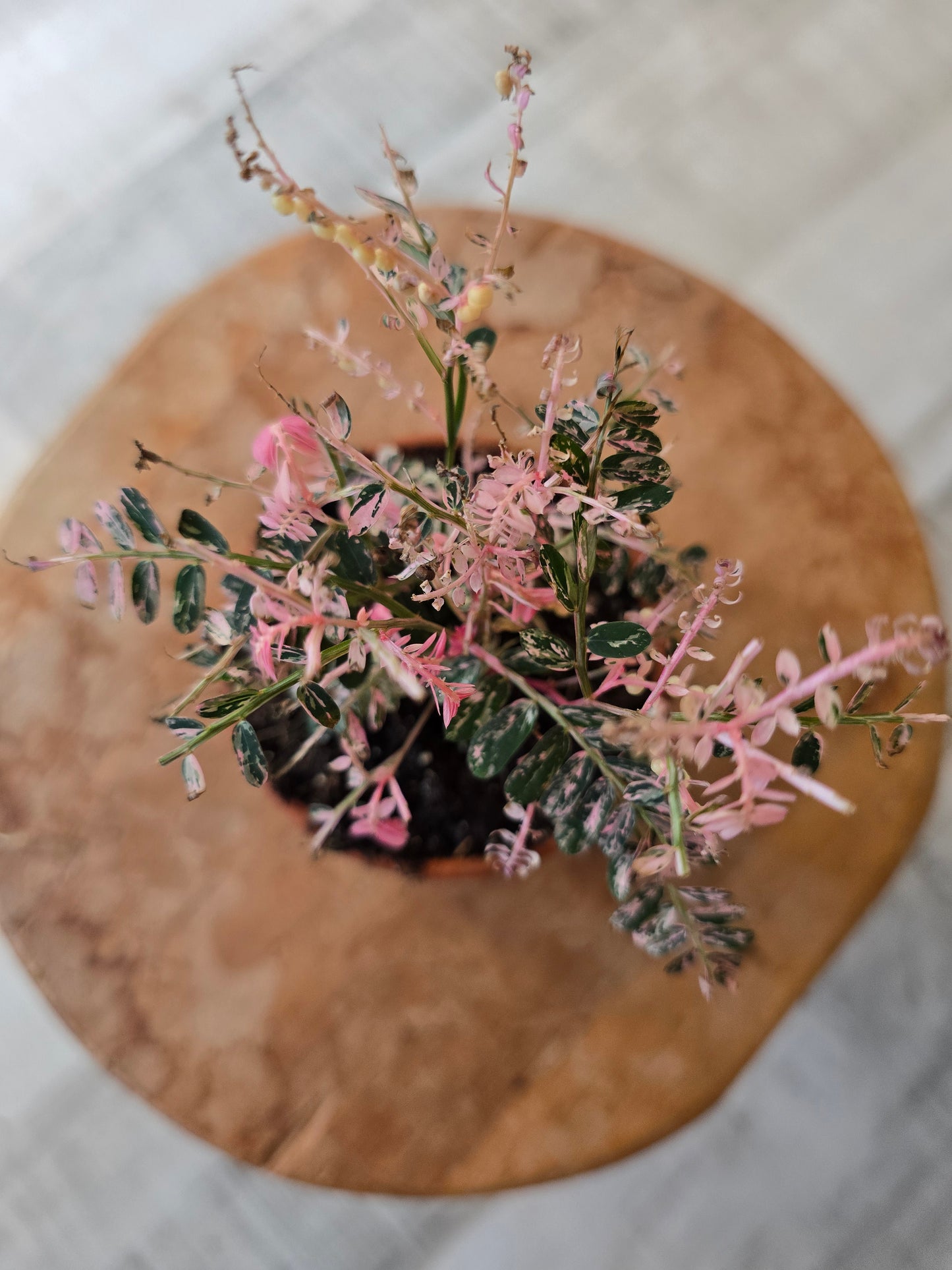 Phyllanthus urinaria pink variegata