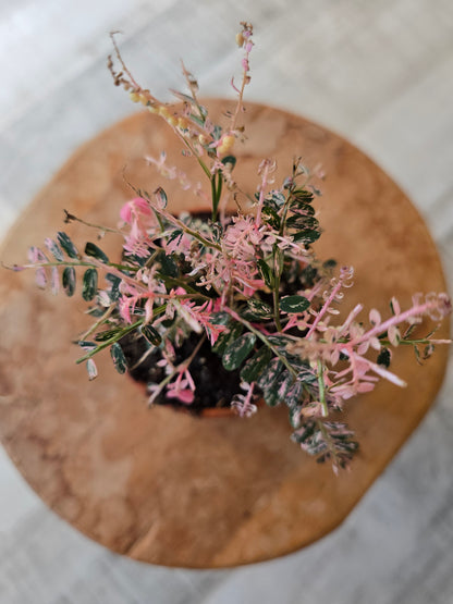 Phyllanthus urinaria pink variegata