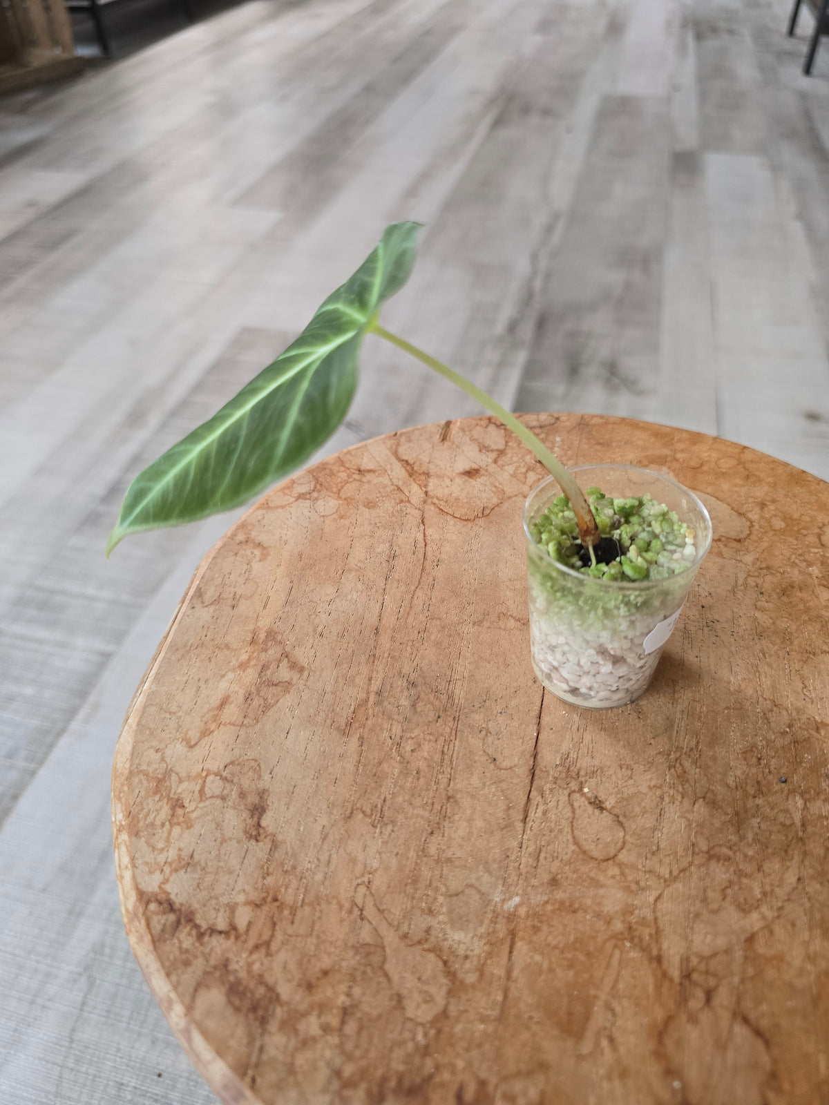 Alocasia Black Velvet (JP)