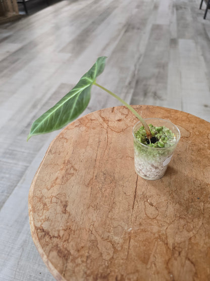 Alocasia Black Velvet (JP)