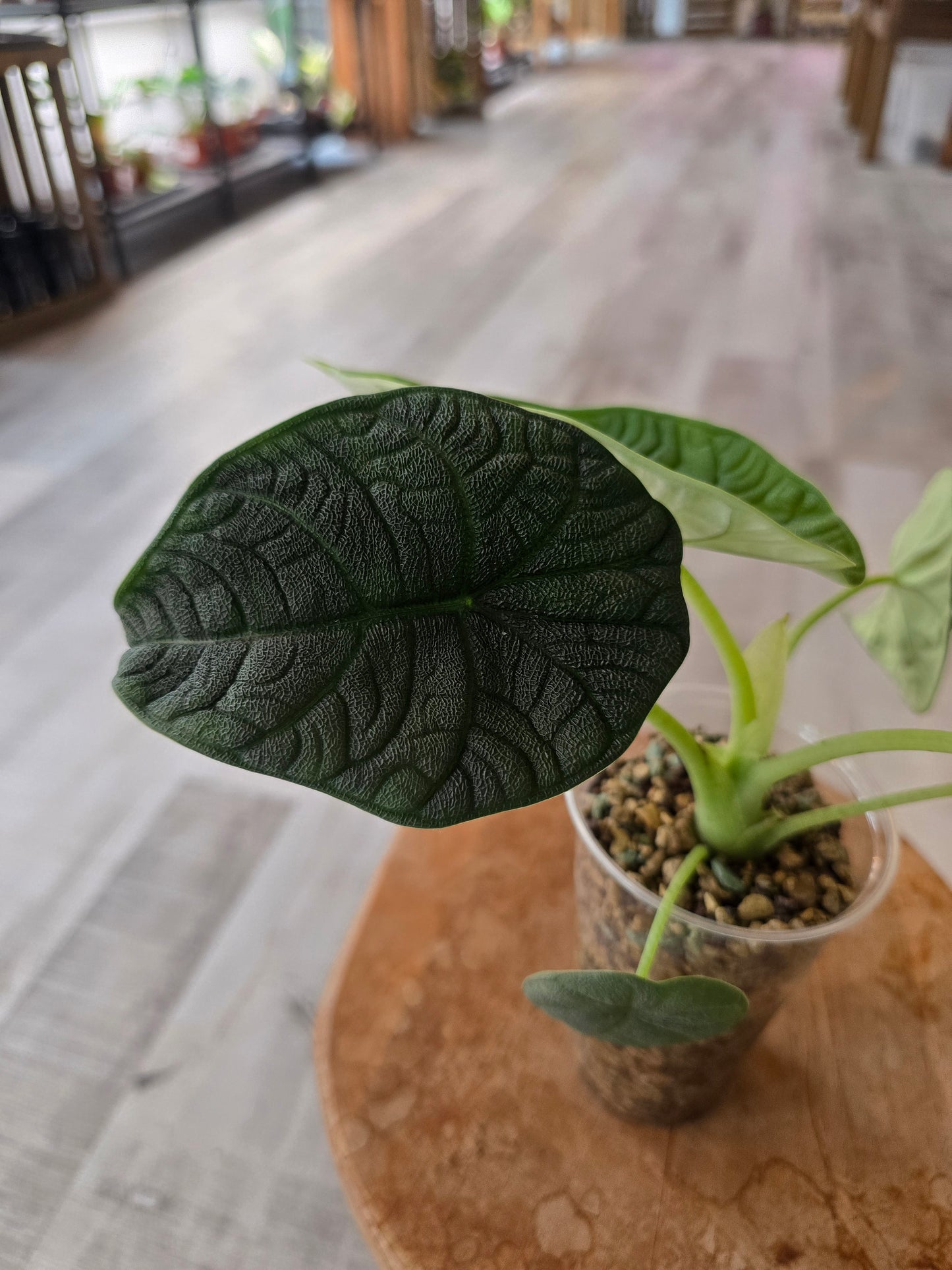 Alocasia melo