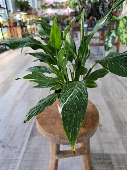 Spathiphyllum diamond