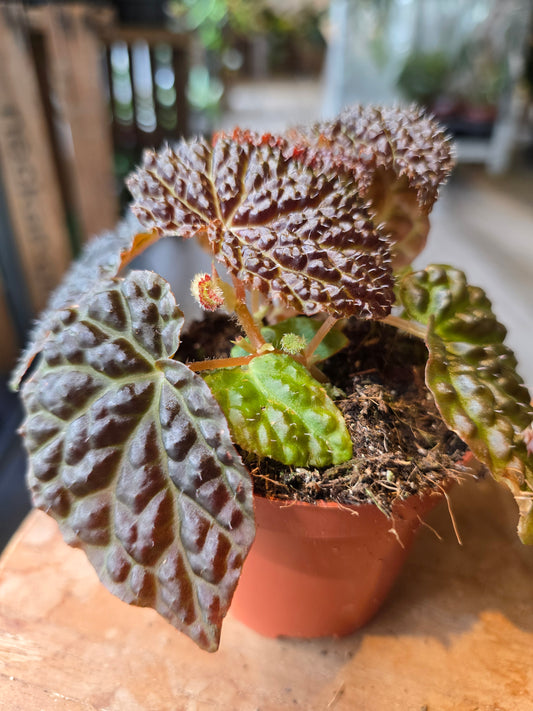 Begonia Ferox