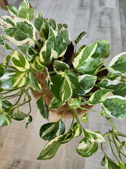 Epipremnum Pinnatum N'Joy