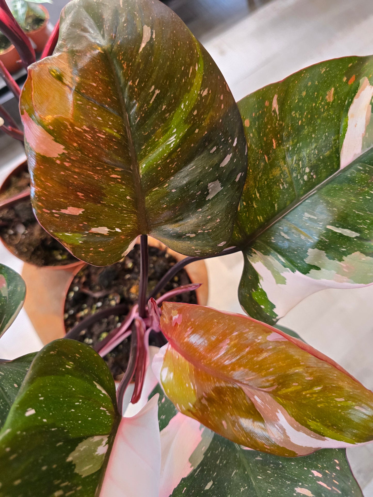 Philodendron Red Anderson Pink