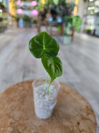 Alocasia Frydek (JP)