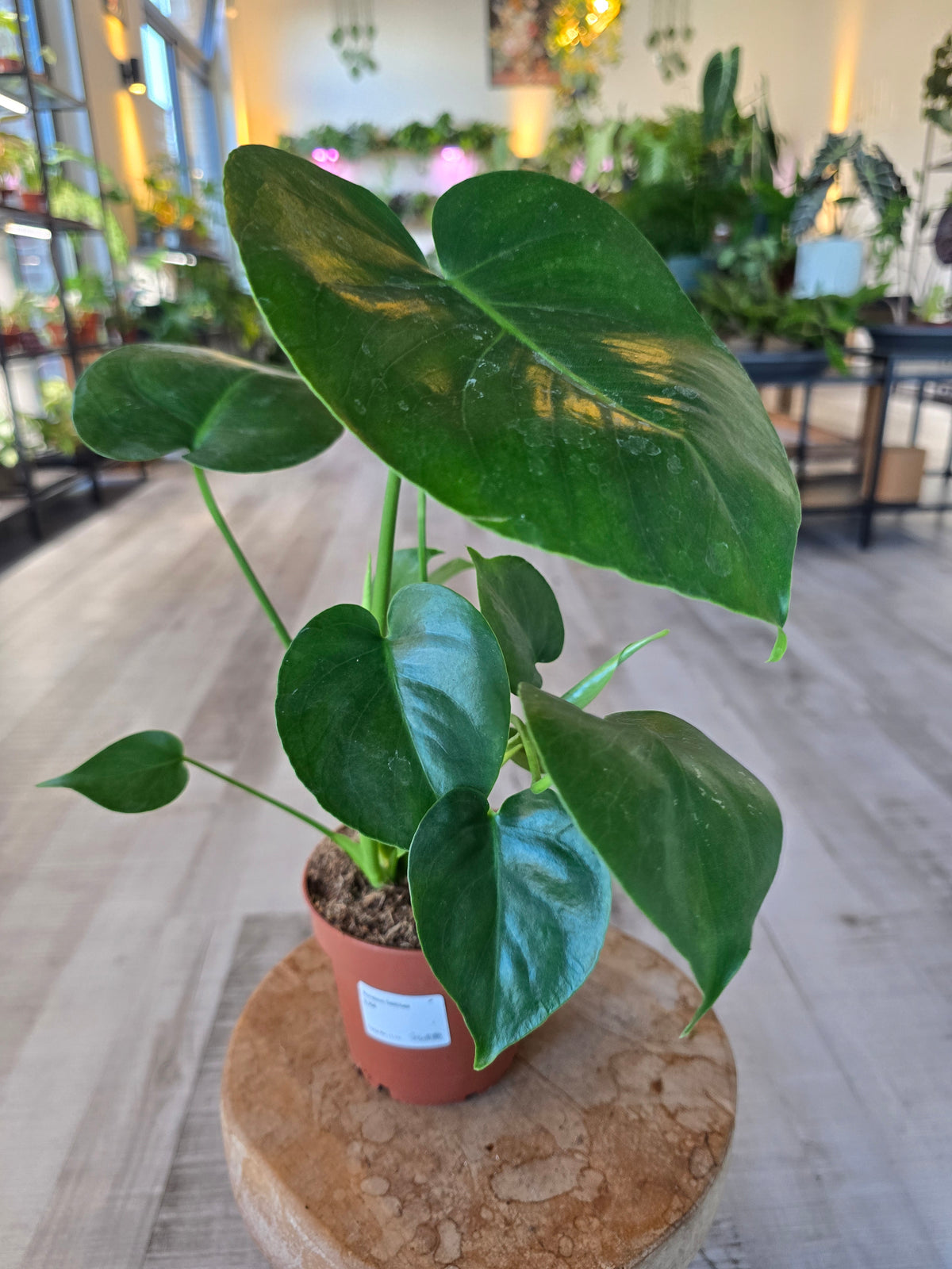 Monstera deliciosa