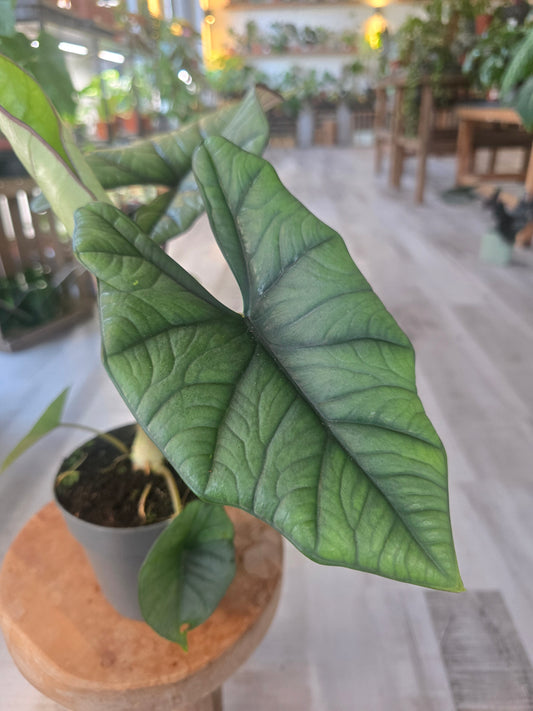 Alocasia Platinum