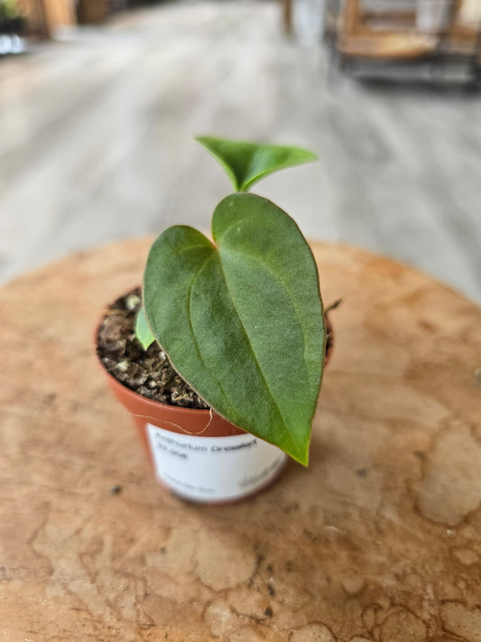 Anthurium Dressleri