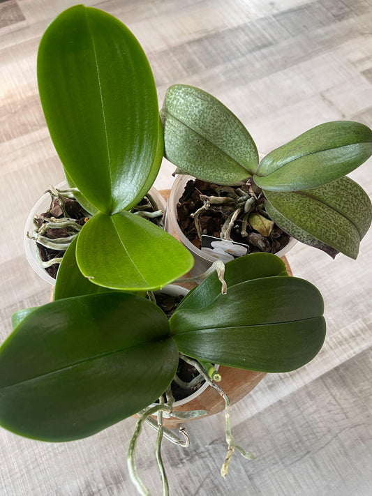 Phalaenopsis - nicht blühend