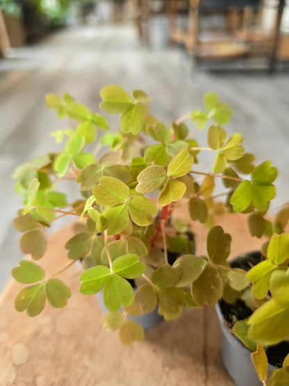 Oxalis vulcanicola 'Sunset Velvet‘