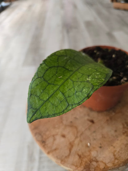 Hoya clemensiorum 'short leaf'