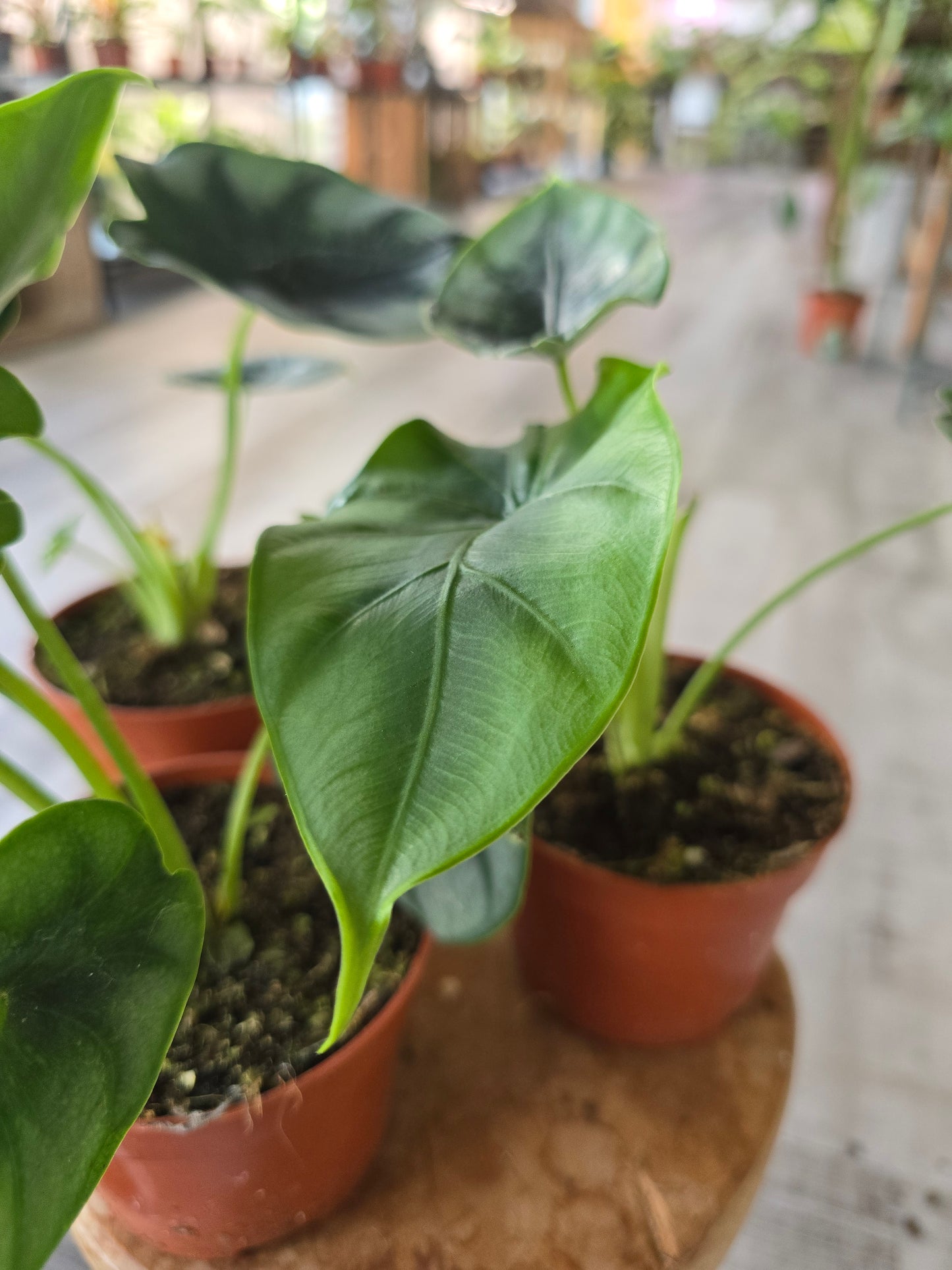 Alocasia reversa