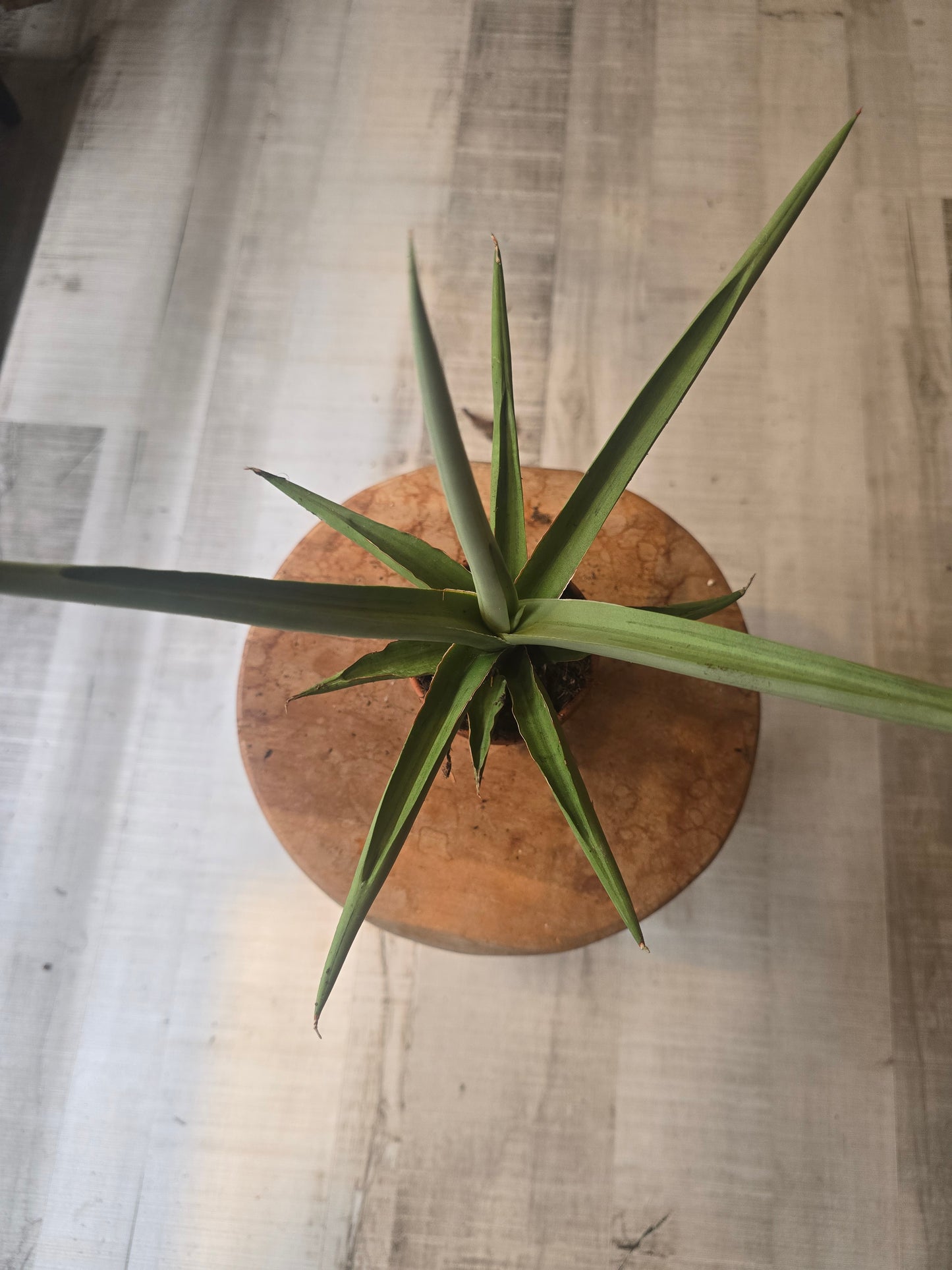 Sansevieria Swan Dancer