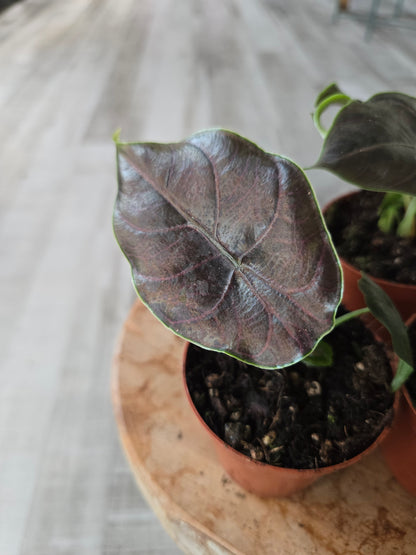 Alocasia Azlanii