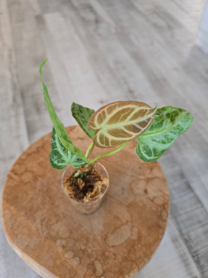 Anthurium Silver Blush Mint (JP)