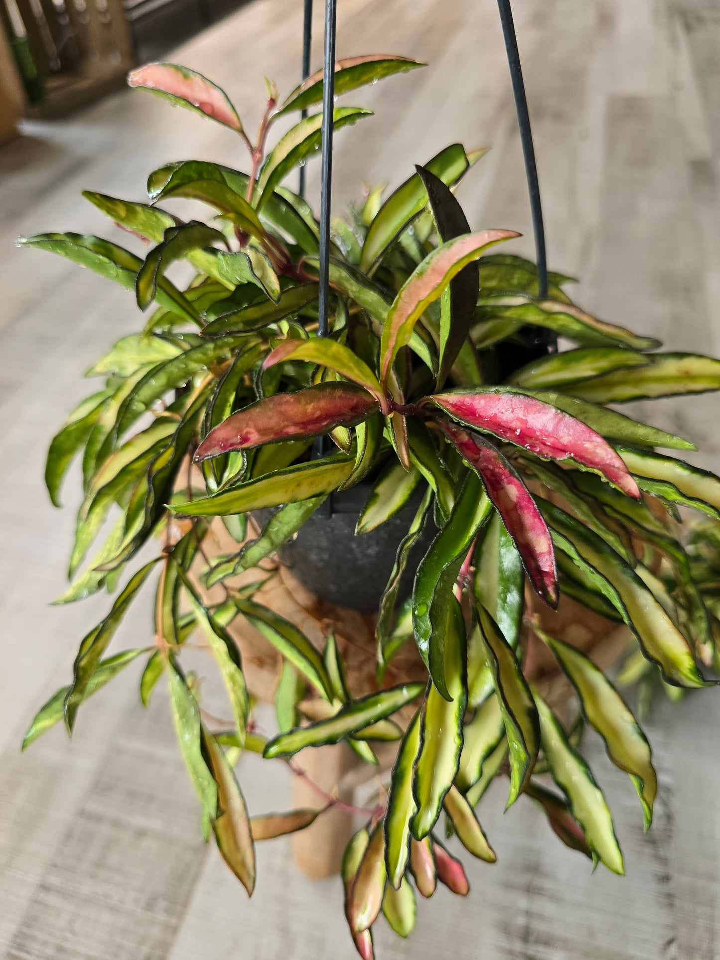 Hoya wayetii Tricolor