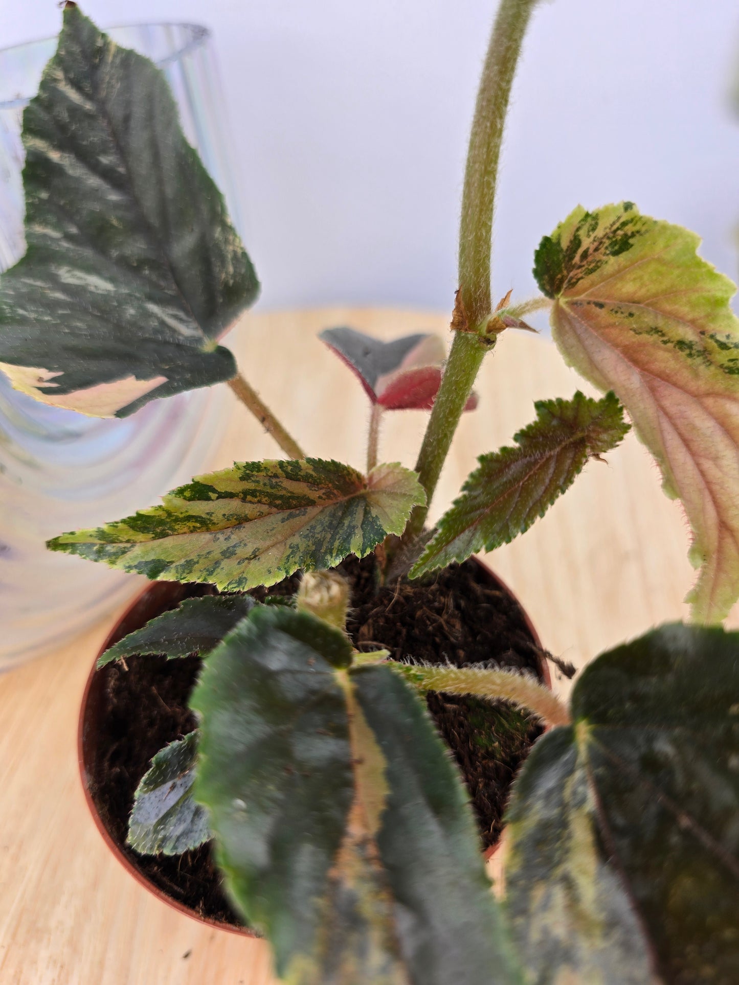 Begonia 'Ginny Galaxy Variegata'