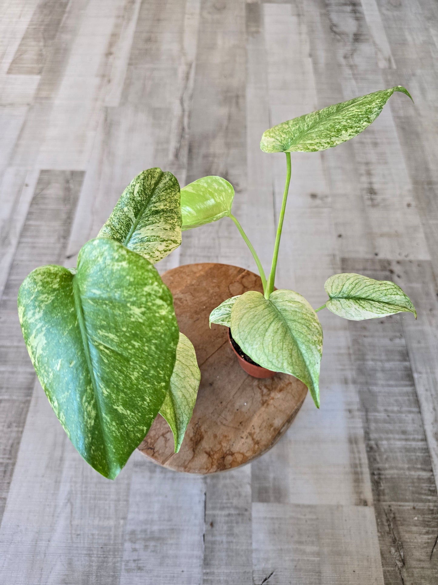 Monstera Deliciosa mint