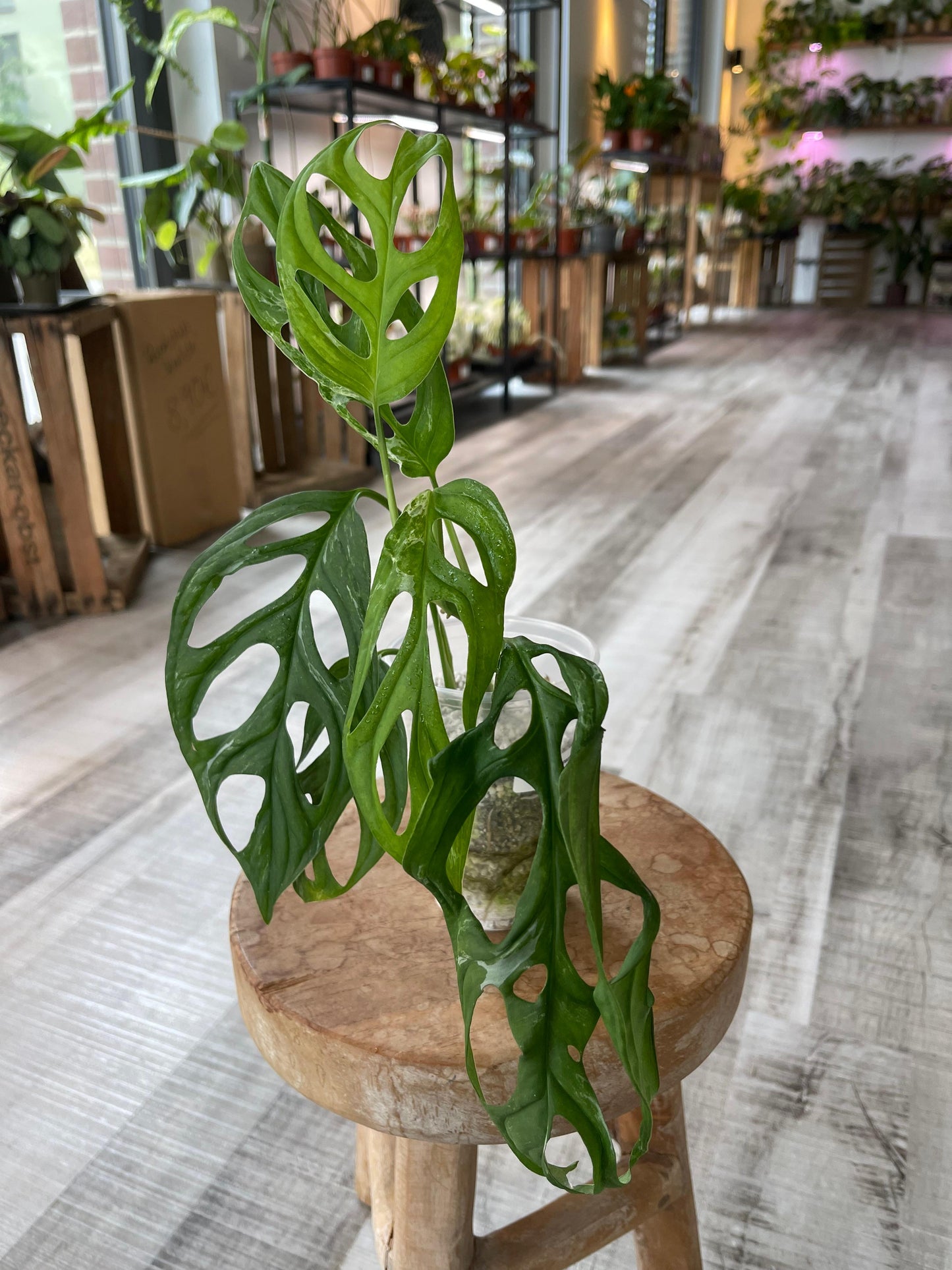Monstera adansonii Indonesian marble (JP1)