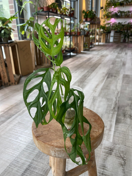 Monstera adansonii Indonesian Marble (JP1)