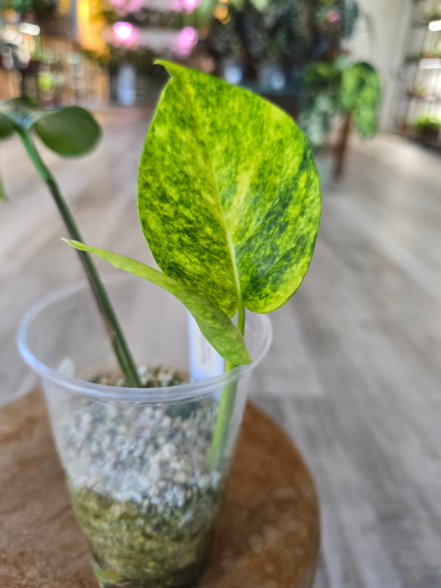 Epipremnum Pinnatum Cintho Goldfinger (RC)