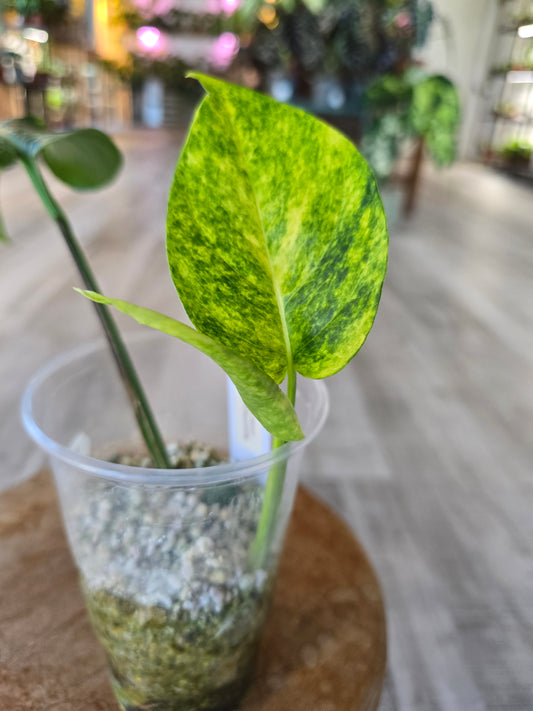 Epipremnum Pinnatum Cintho Goldfinger (RC)