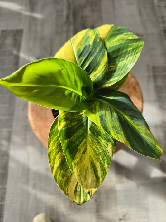 Musa aurea (LS 52)