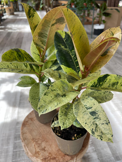 Ficus Shivereana Moonshine