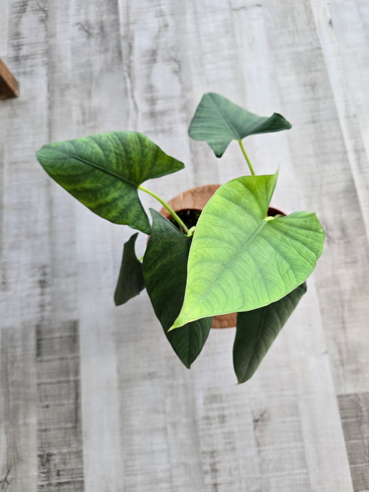 Alocasia scabriuscula