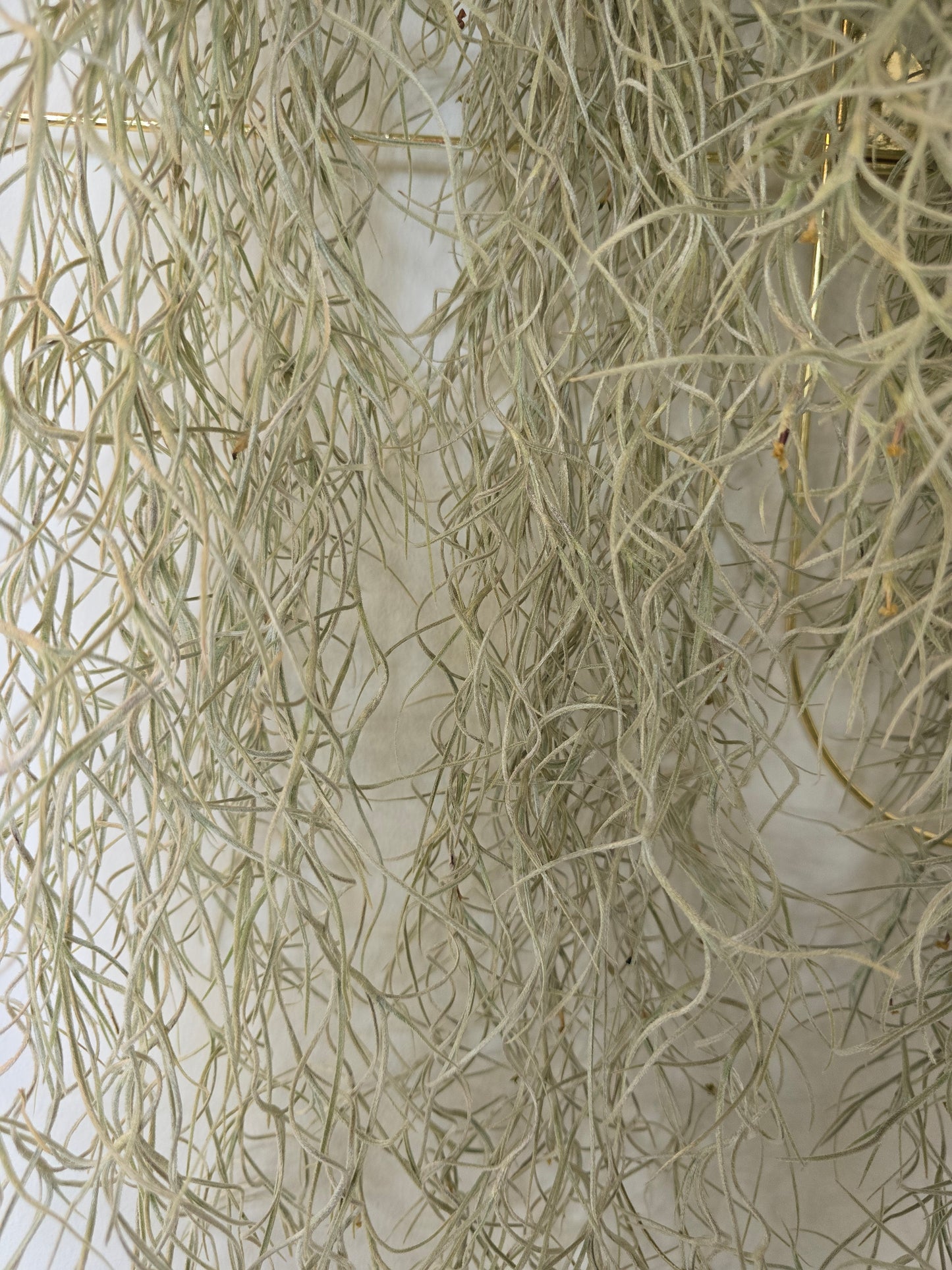 Tillandsia usneoides (Spanish Moss)