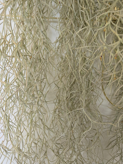 Tillandsia usneoides (Spanish Moss)