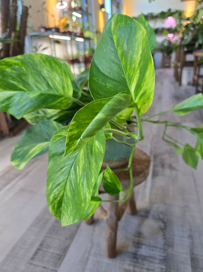Epipremnum aureum