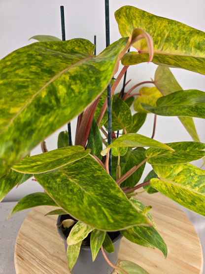 Philodendron Painted Lady