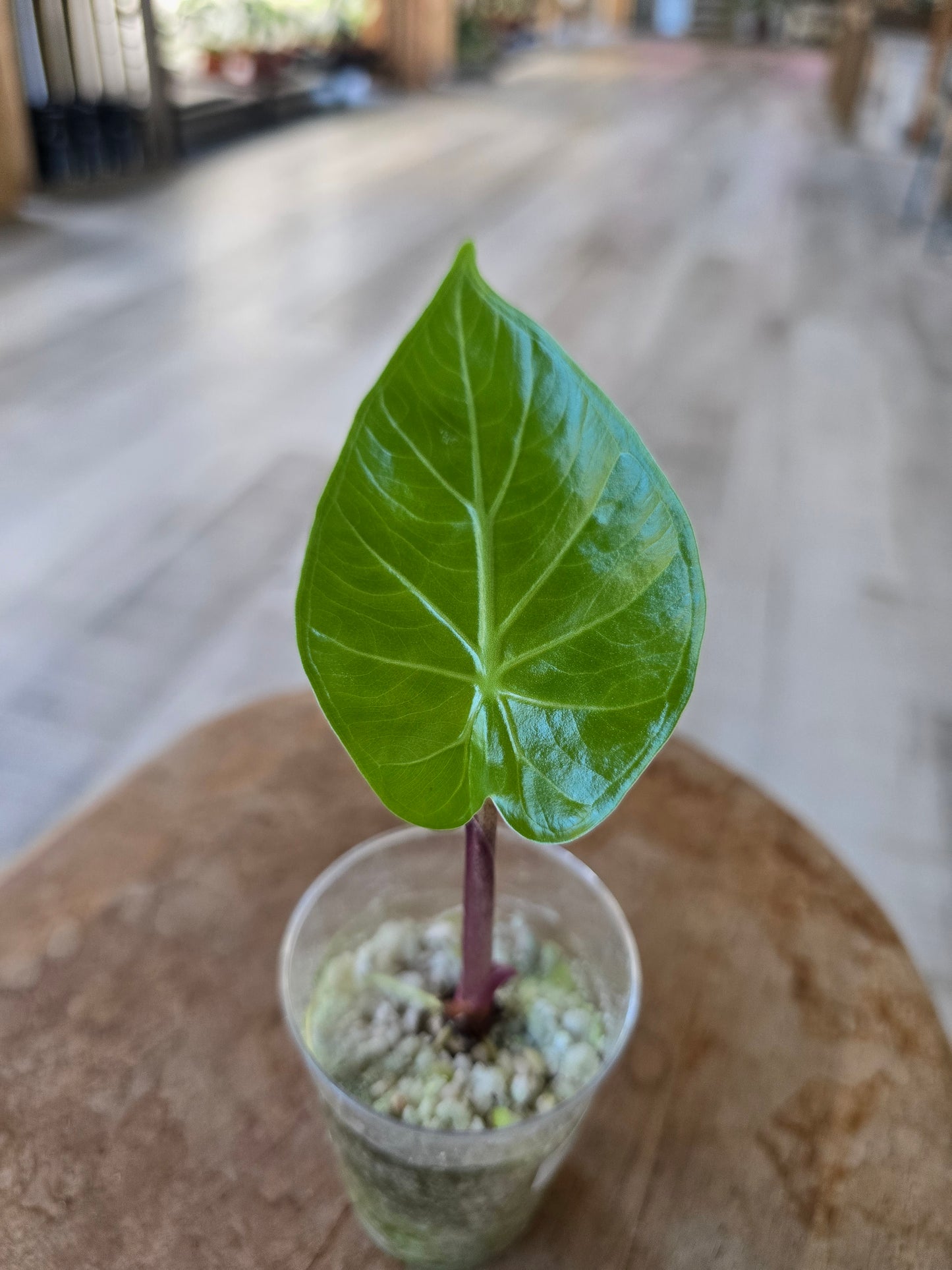 Alocasia Imperial Red (JP)