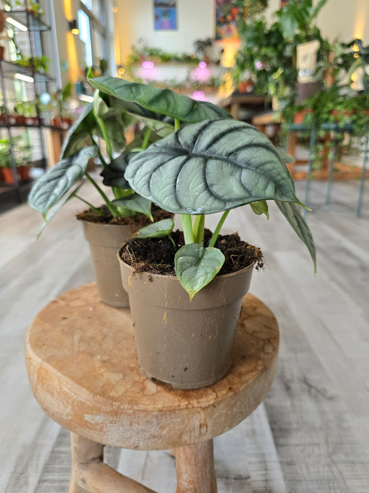 Alocasia 'Silver Dragon'
