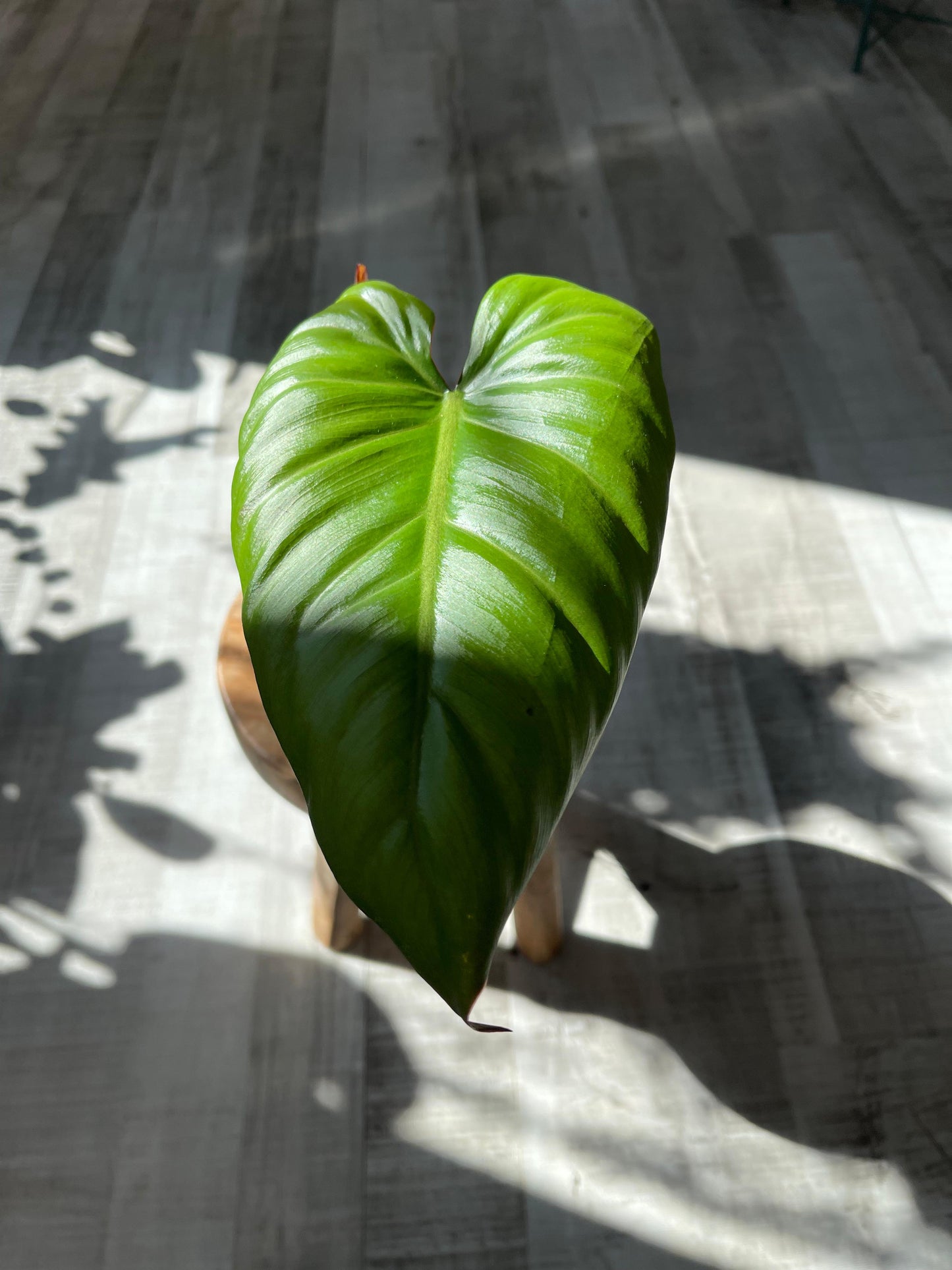 Philodendron Summer Glory (SC)