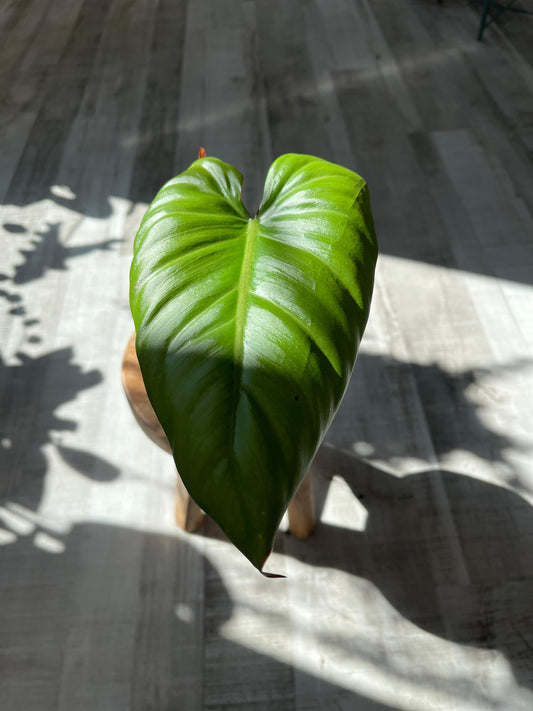 Philodendron Summer Glory (SC)