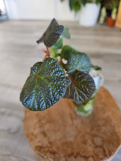 Begonia Boomer (RC1)