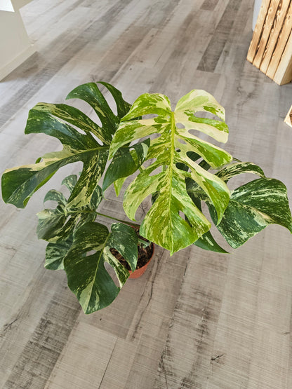Monstera deliciosa variegata (2)