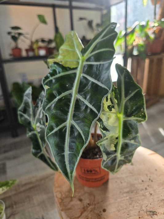 Alocasia Polly variegata (LS 51)