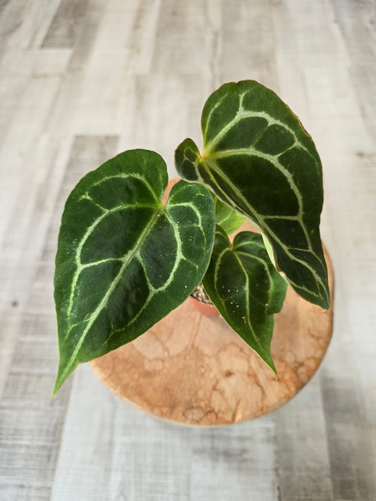 Anthurium Crystallinum