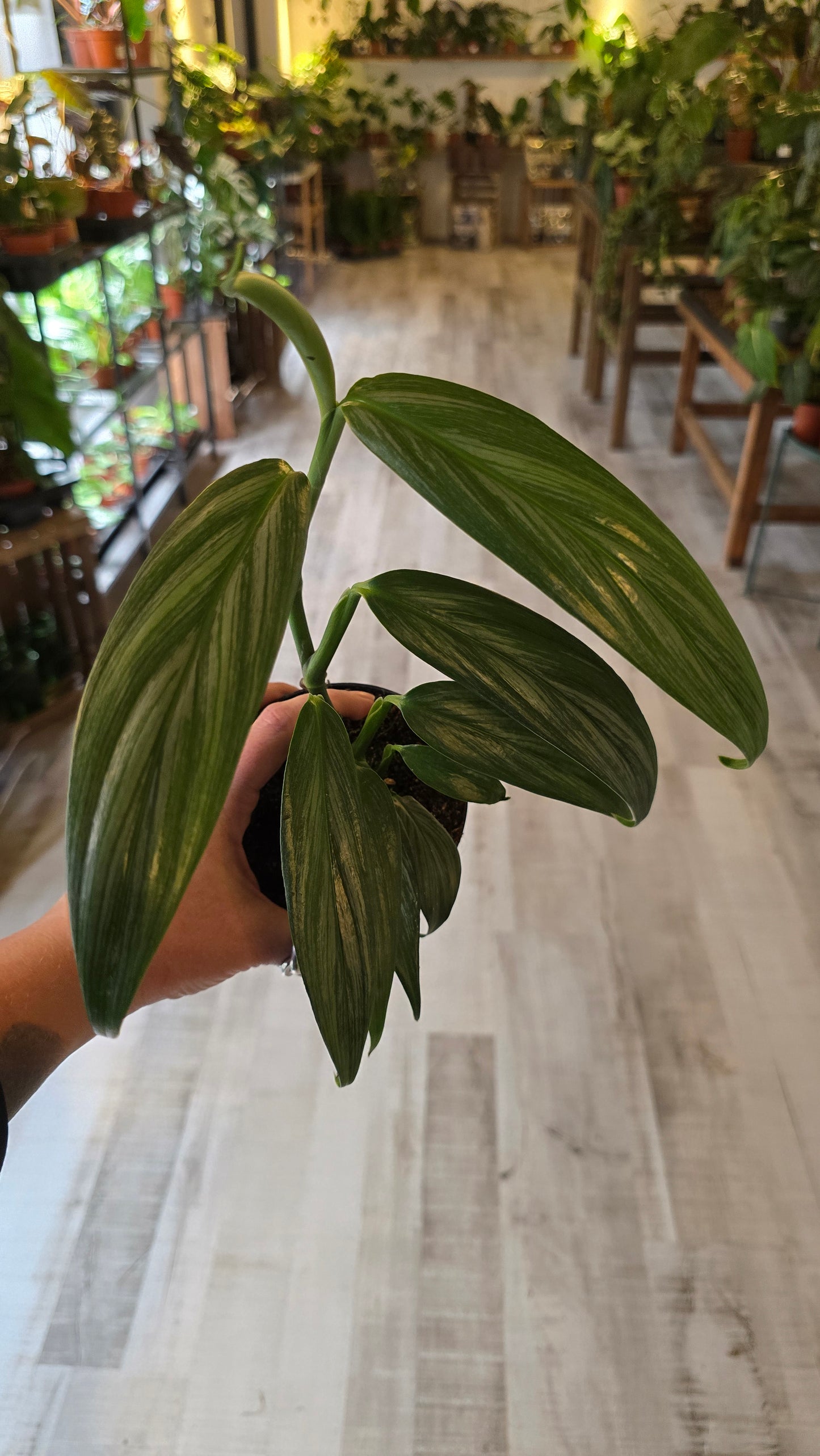 Epipremnum amplissimum 'Silver Stripe'