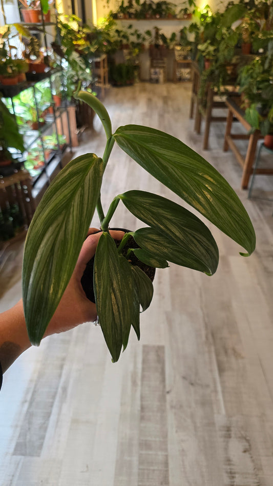 Epipremnum Amplissimum Silver Stripe