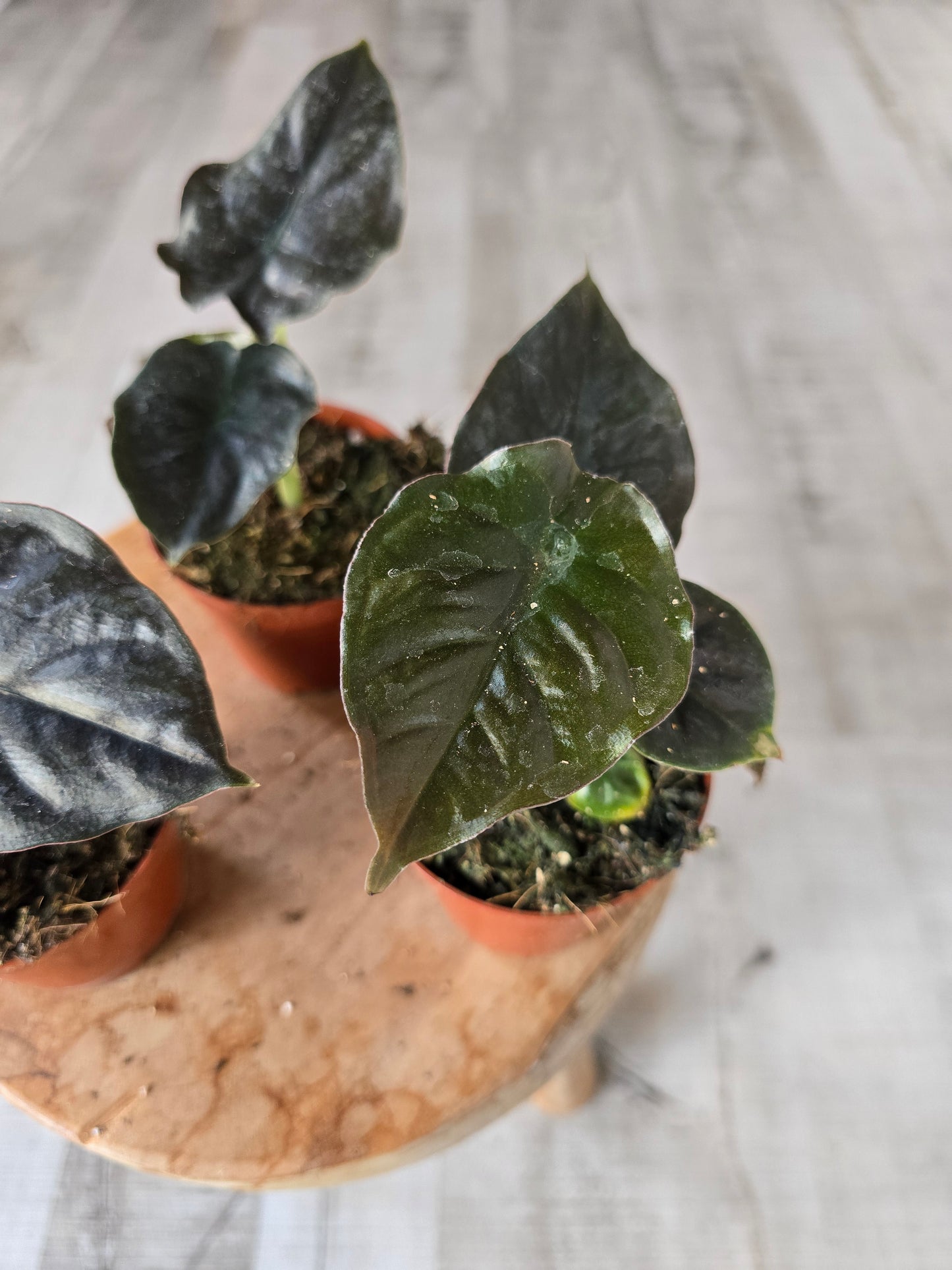 Alocasia infernalis 'Black Magic'